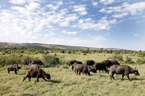 5 Days Tanzania Safari Adventure