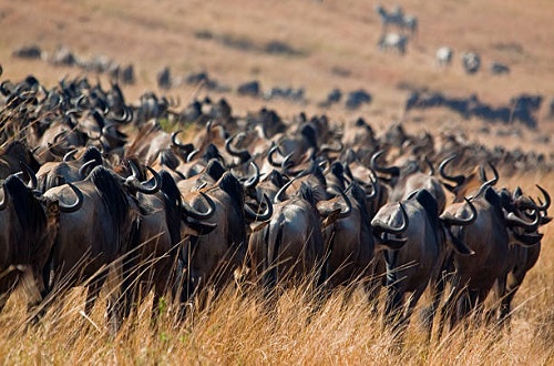 4 Days Serengeti Migration Safari
