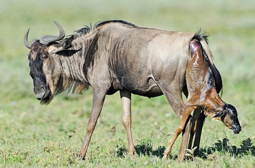 Calving Season in Serengeti