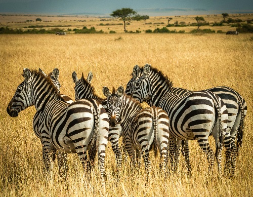 Tanzania Safari Tours 2025