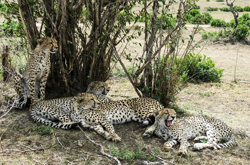 3 Days Tanzania Safari Tour From Moshi