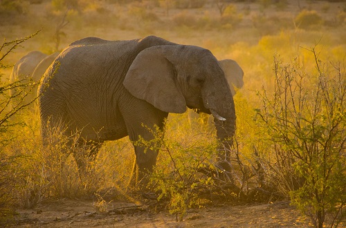 Best time to visit the Ngorongoro Crater