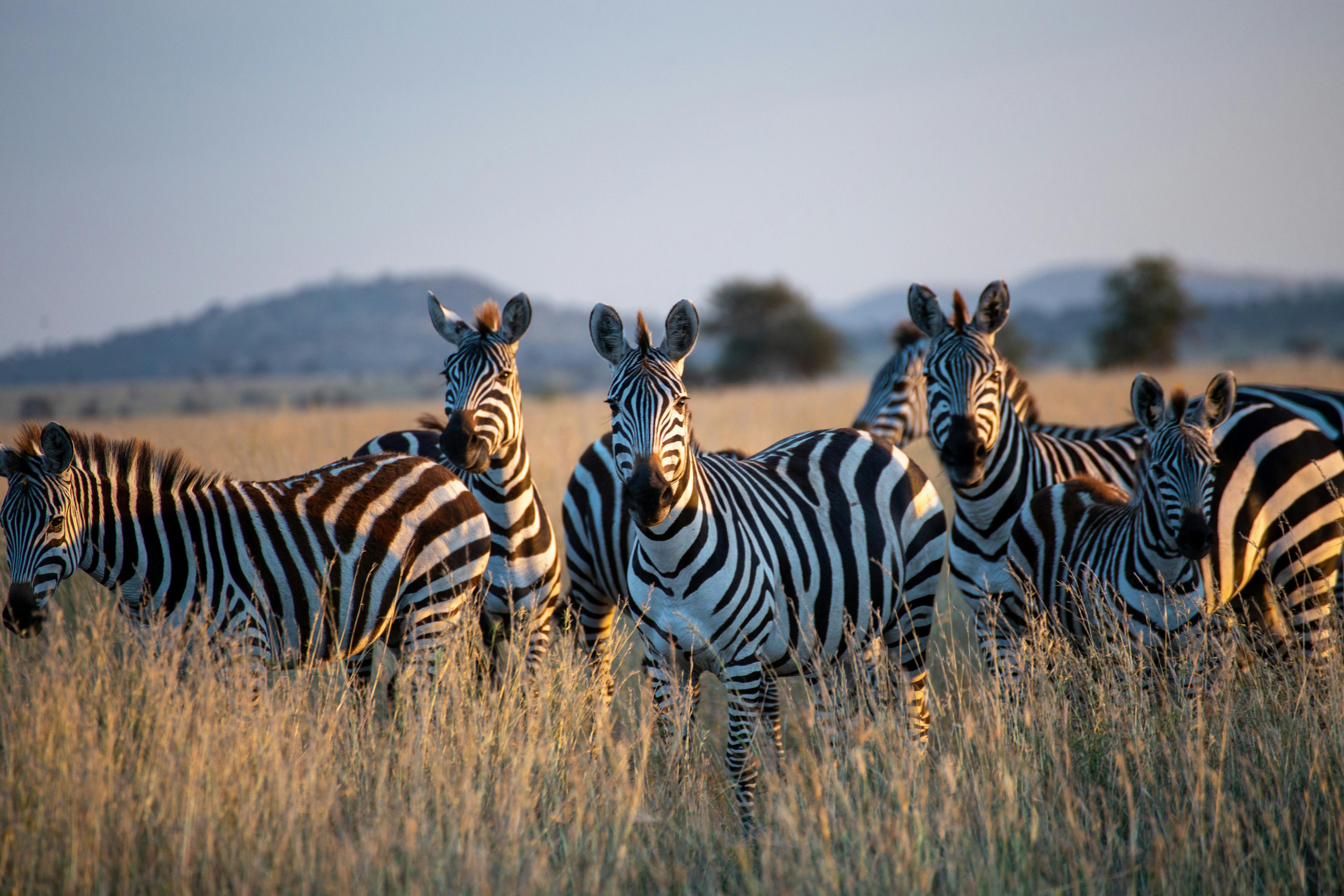 5-Day Expedition/Safari Through Tanzania Parks