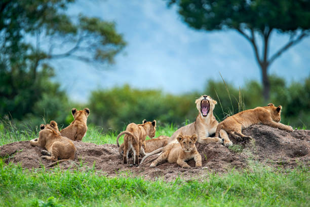 Ngorongoro Crater Day Trip: Wildlife Adventure