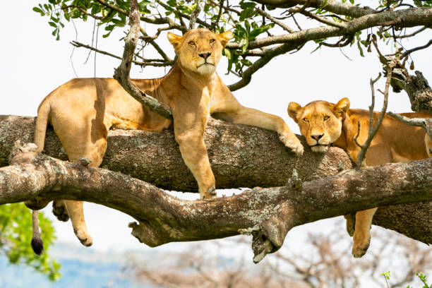 Ultimate 4 days Tanzania safari trip