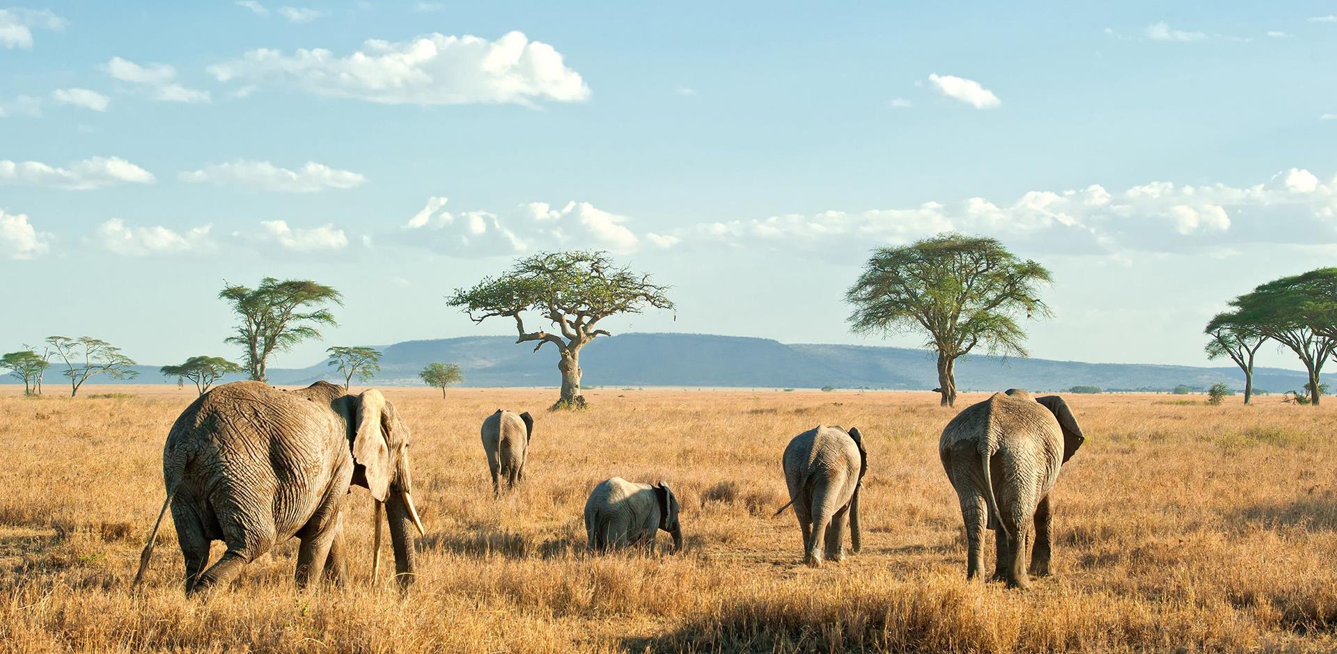 12-Day Premium Luxury Safari & Cultural Experience