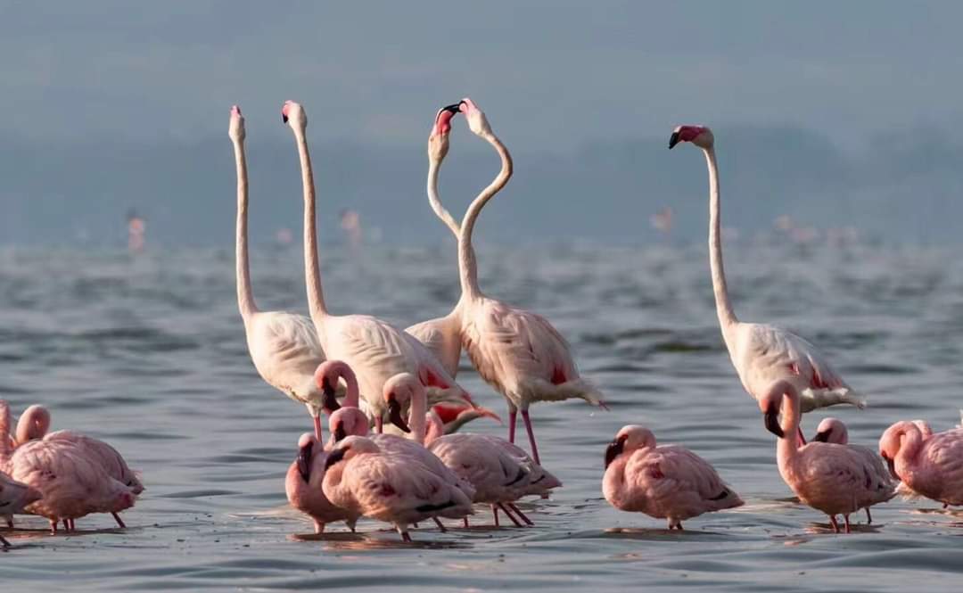 Masai Mara Lake Nakuru Safari