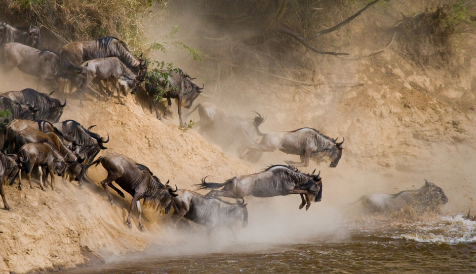 4-Day Masai Mara & Lake Nakuru Safari 4x4 jeep