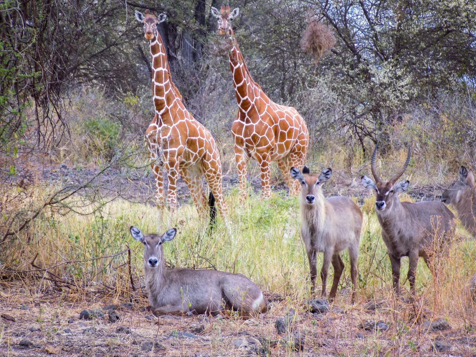 Safari of a Lifetime: 8 Days through Kenya’s parks