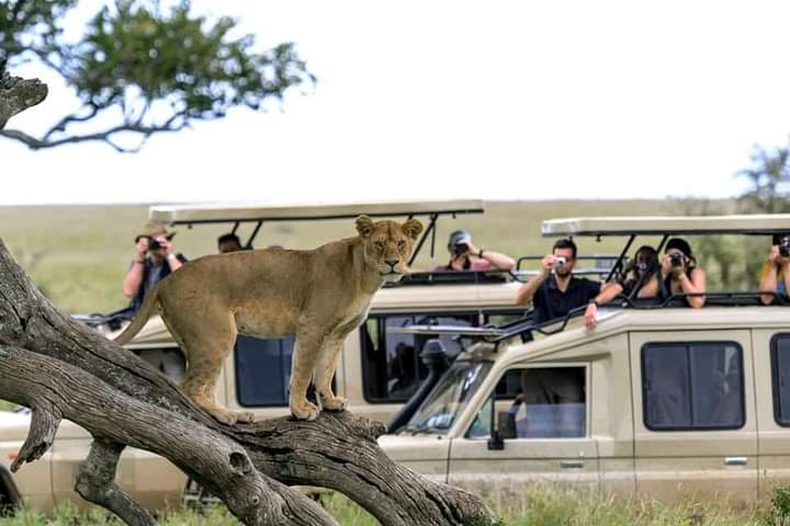 7-Day Amboseli, Lake Bogoria/Baringo, Lake Nakuru