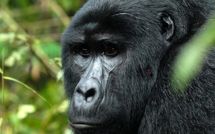 5 Days Uganda Gorillas and Wildlife from Rwanda