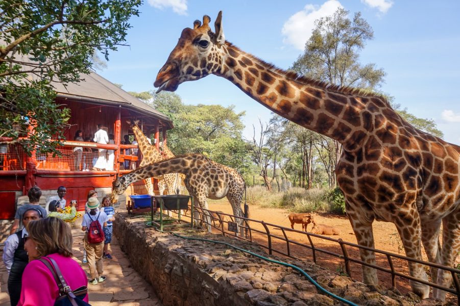 Giraffe Centre Nairobi Half-Day Tour