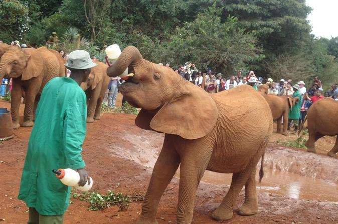 Baby Elephants & Conservation: A Heartwarming