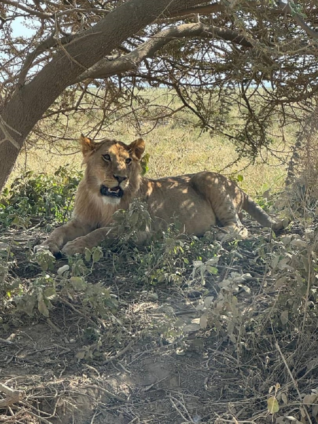 African Big five Safari African Big five Safari