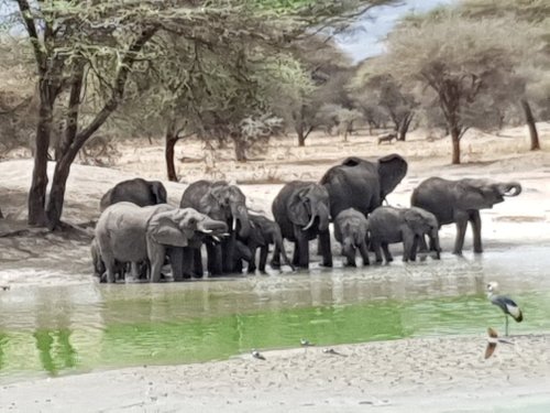 Great Serengeti Wildebeest Migration Safari Great Serengeti Wildebeest Migration Safari
