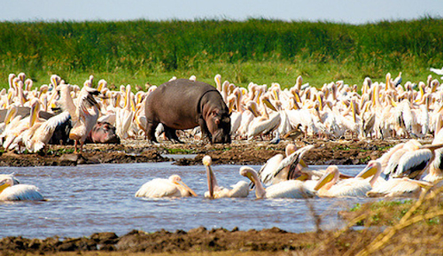 African Elephant Experience Safari-Tanzania African Elephant Experience Safari-Tanzania