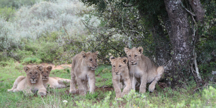 Tanzania Wildlife Safari and Cultural Experiences Tanzania Wildlife Safari and Cultural Experiences