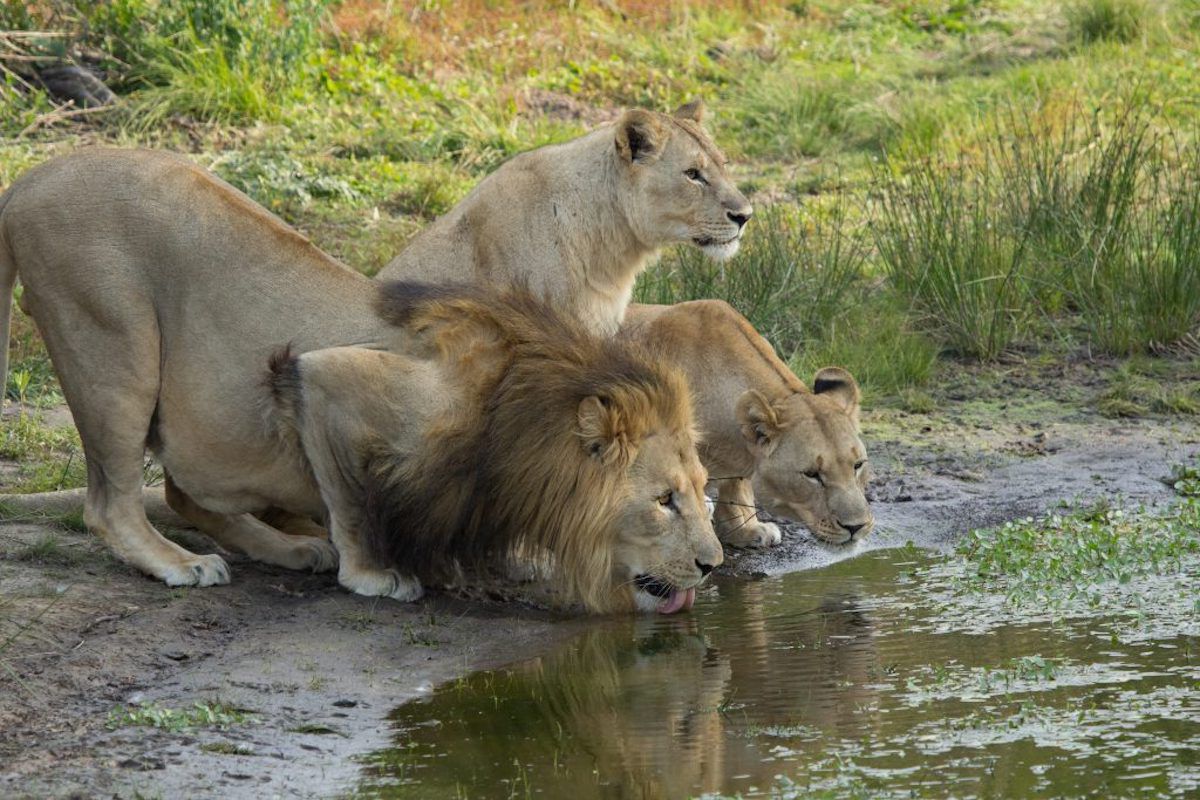 Ultimate Tanzania Wildlife Safari Tour Ultimate Tanzania Wildlife Safari Tour