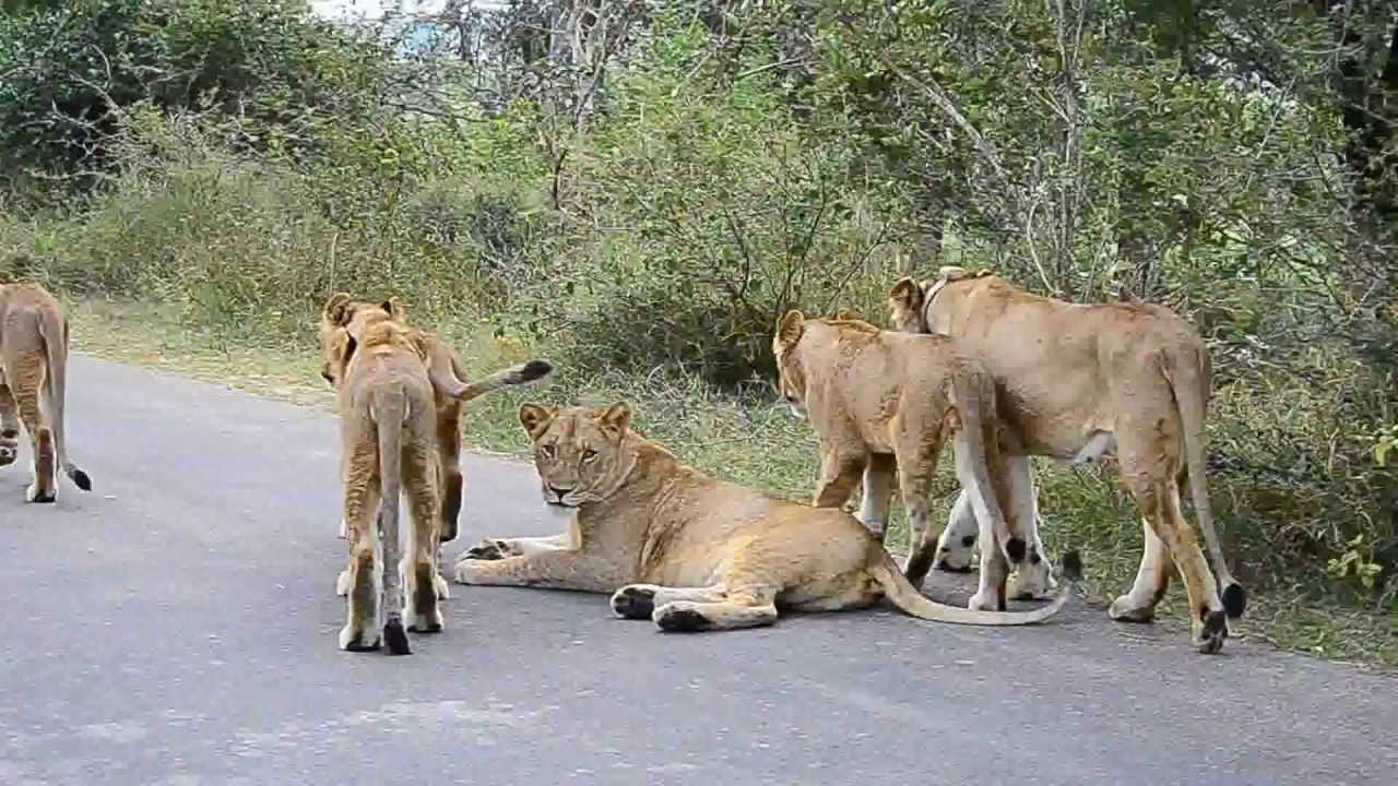 Mikumi Day trip from Zanzibar Mikumi Day trip from Zanzibar