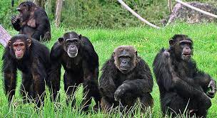 3 Days Gombe - Chimpanzee trekking 3 Days Gombe - Chimpanzee trekking