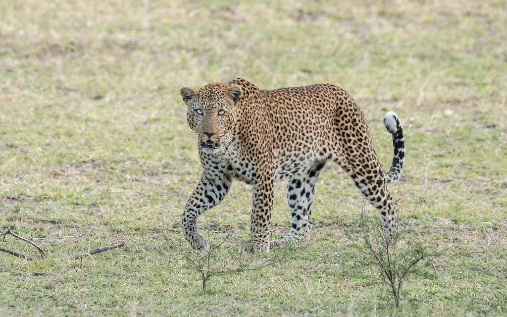 2 Days Selous from Zanzibar 2 Days Selous from Zanzibar