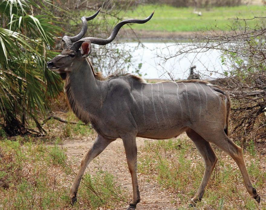 4 Days Ruaha Natiaonal Park 4 Days Ruaha Natiaonal Park