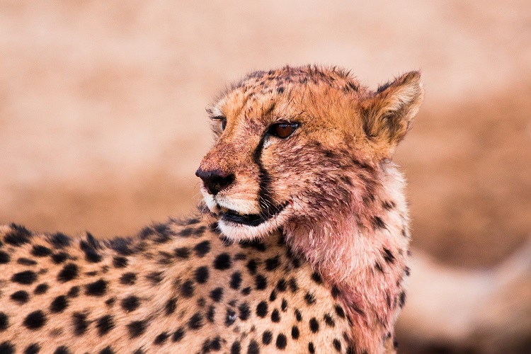 3-Day Tanzania Luxury Safari 3-Day Tanzania Luxury Safari