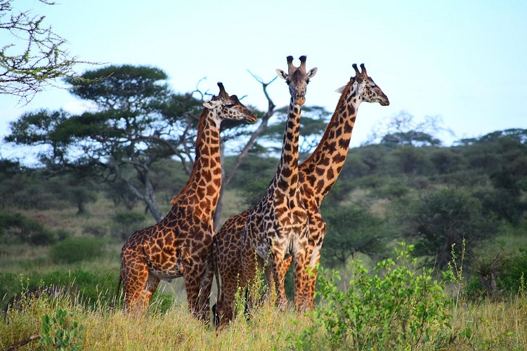 4 DAYS TANZANIA LUXURY SAFARI 4 DAYS TANZANIA LUXURY SAFARI