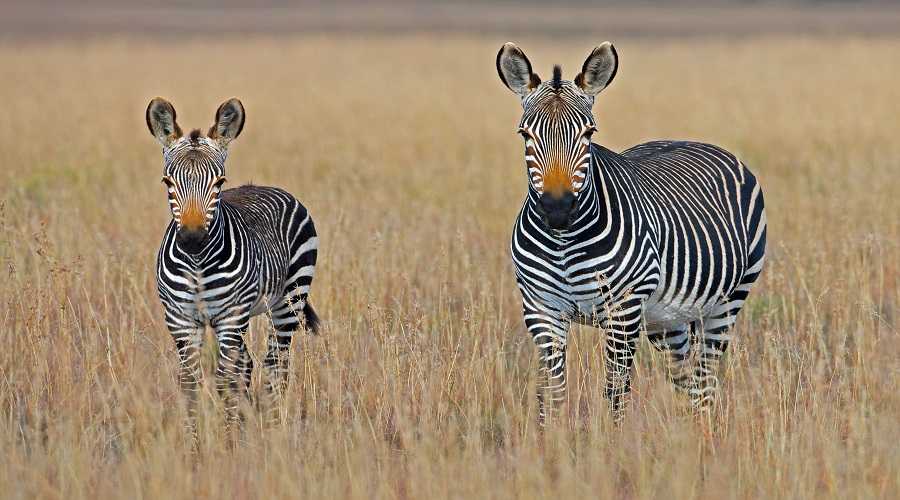 5 DAYS TANZANIA LUXURY SAFARI 5 DAYS TANZANIA LUXURY SAFARI