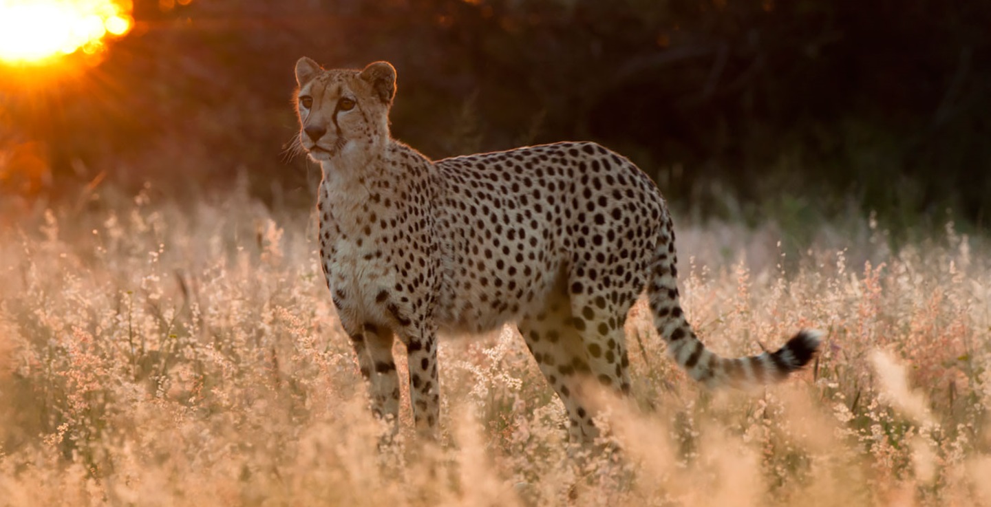 2 DAYS TANZANIA GROUP JOINING SAFARI 2 DAYS TANZANIA GROUP JOINING SAFARI