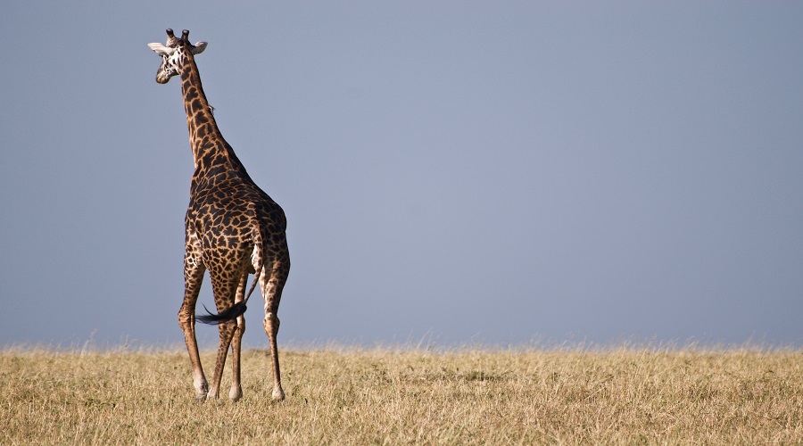 4 DAYS TANZANIA GROUP JOINING SAFARI 4 DAYS TANZANIA GROUP JOINING SAFARI
