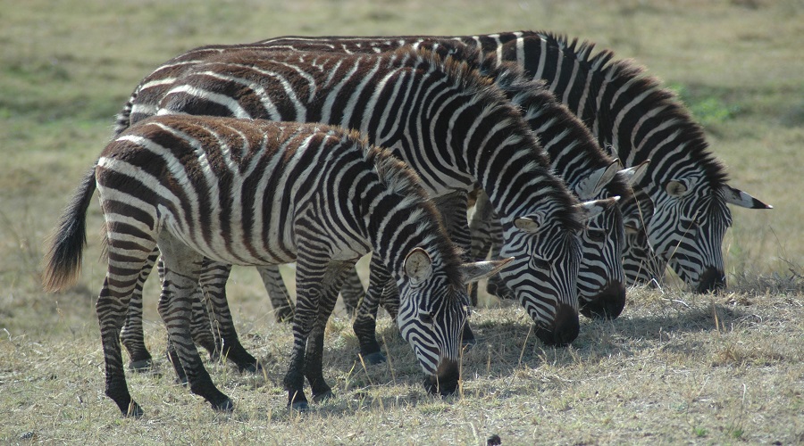 2 DAYS TANZANIA CAMPING SAFARI 2 DAYS TANZANIA CAMPING SAFARI