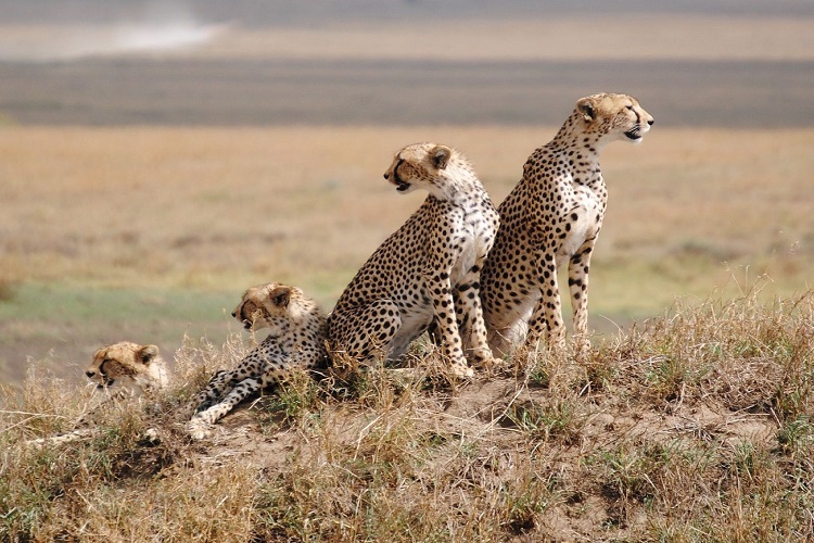 7 DAYS TANZANIA CAMPING SAFARI 7 DAYS TANZANIA CAMPING SAFARI