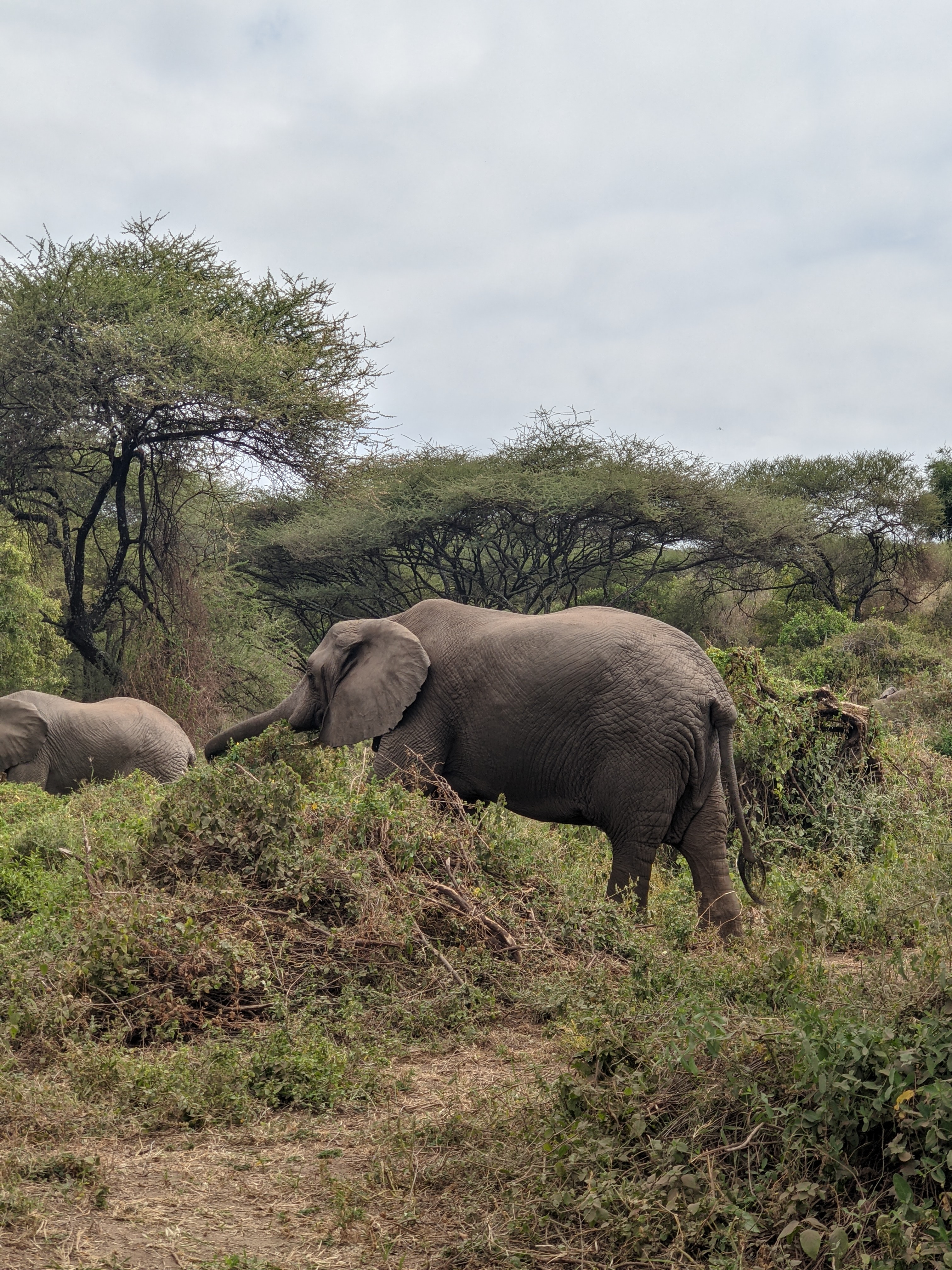2 Days Tanzania Camping Safari 2 Days Tanzania Camping Safari