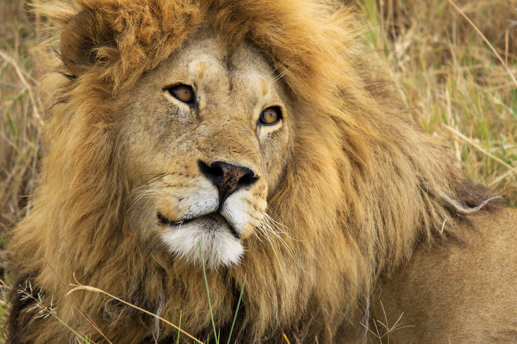 3 Days Tanzania Group Sharing Safari Tour 3 Days Tanzania Group Sharing Safari Tour