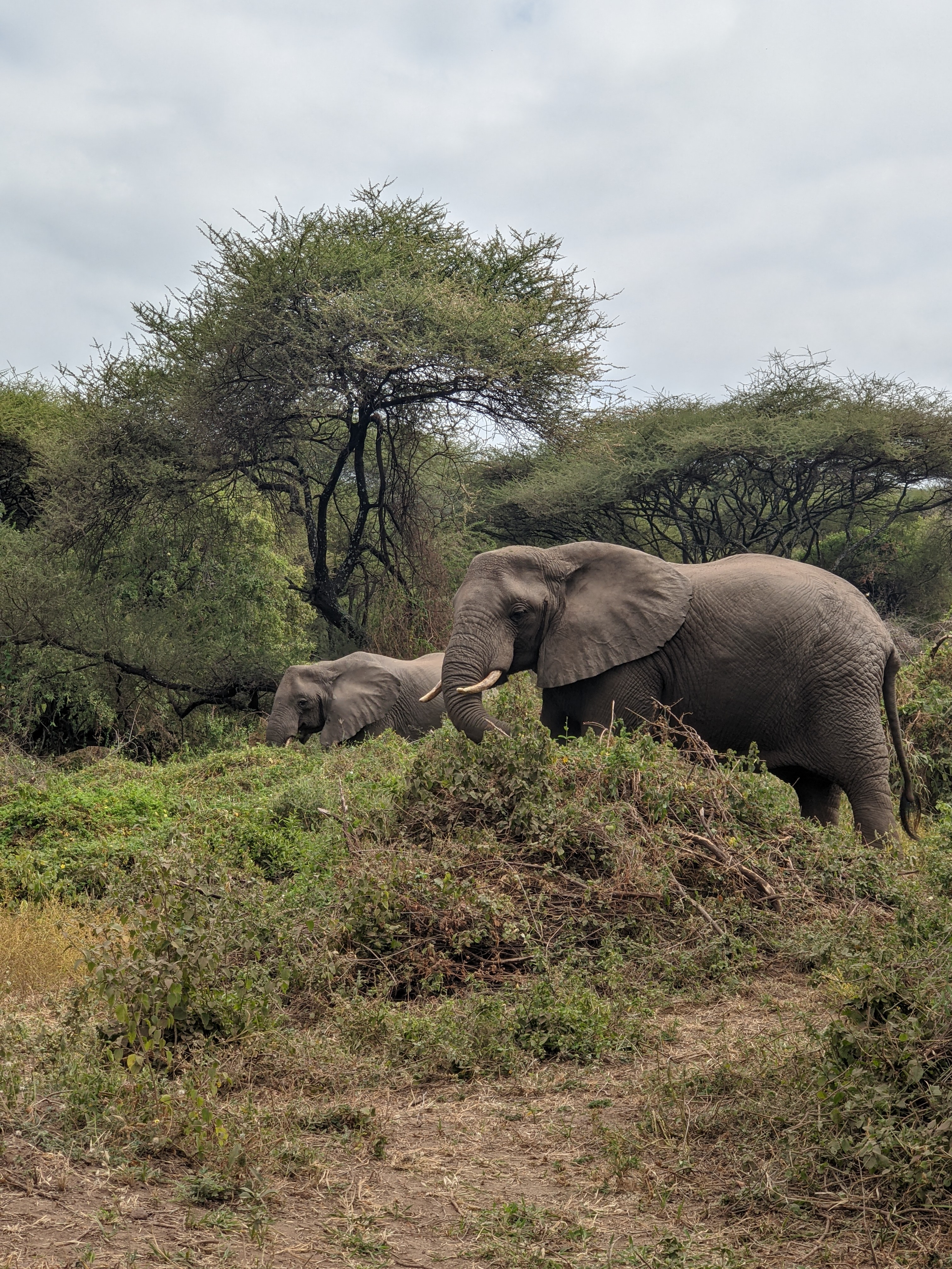 5 Days Tanzania Group Safari 5 Days Tanzania Group Safari