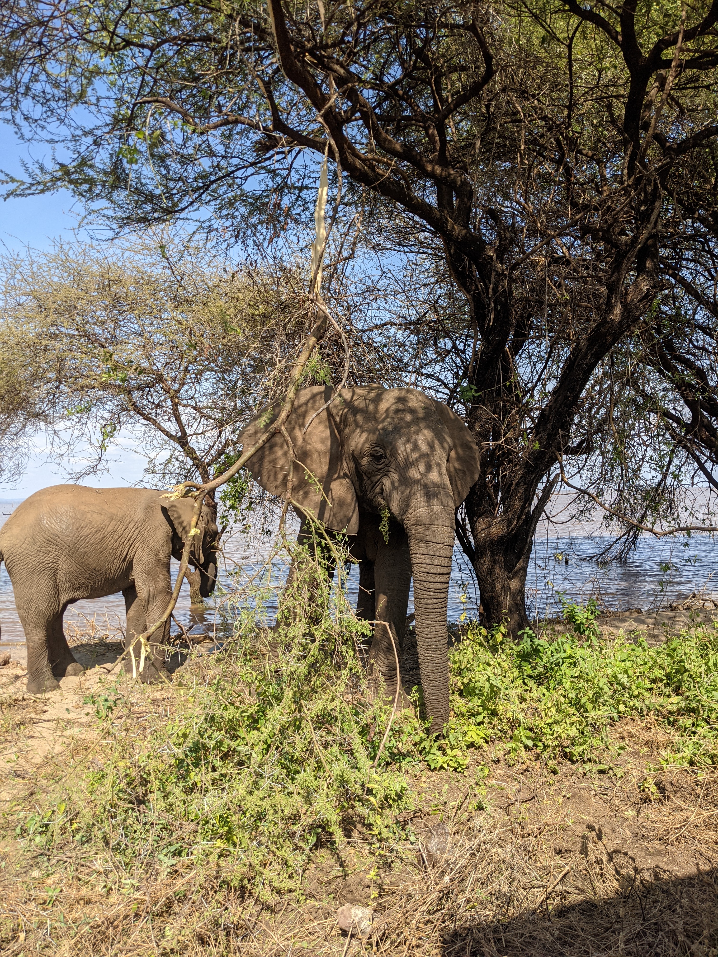 3 Days Tanzania Lodge Safari 3 Days Tanzania Lodge Safari