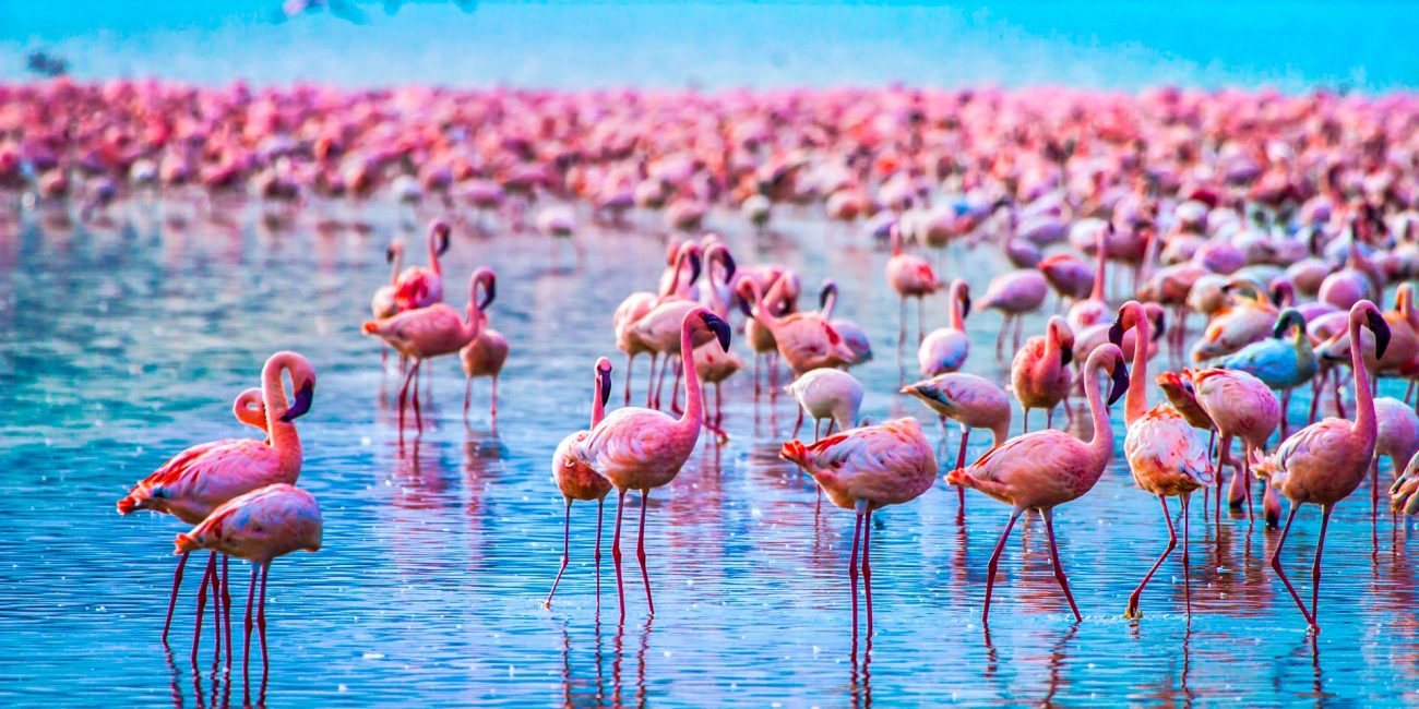 Lake Manyara Safari Day Trip Lake Manyara Safari Day Trip