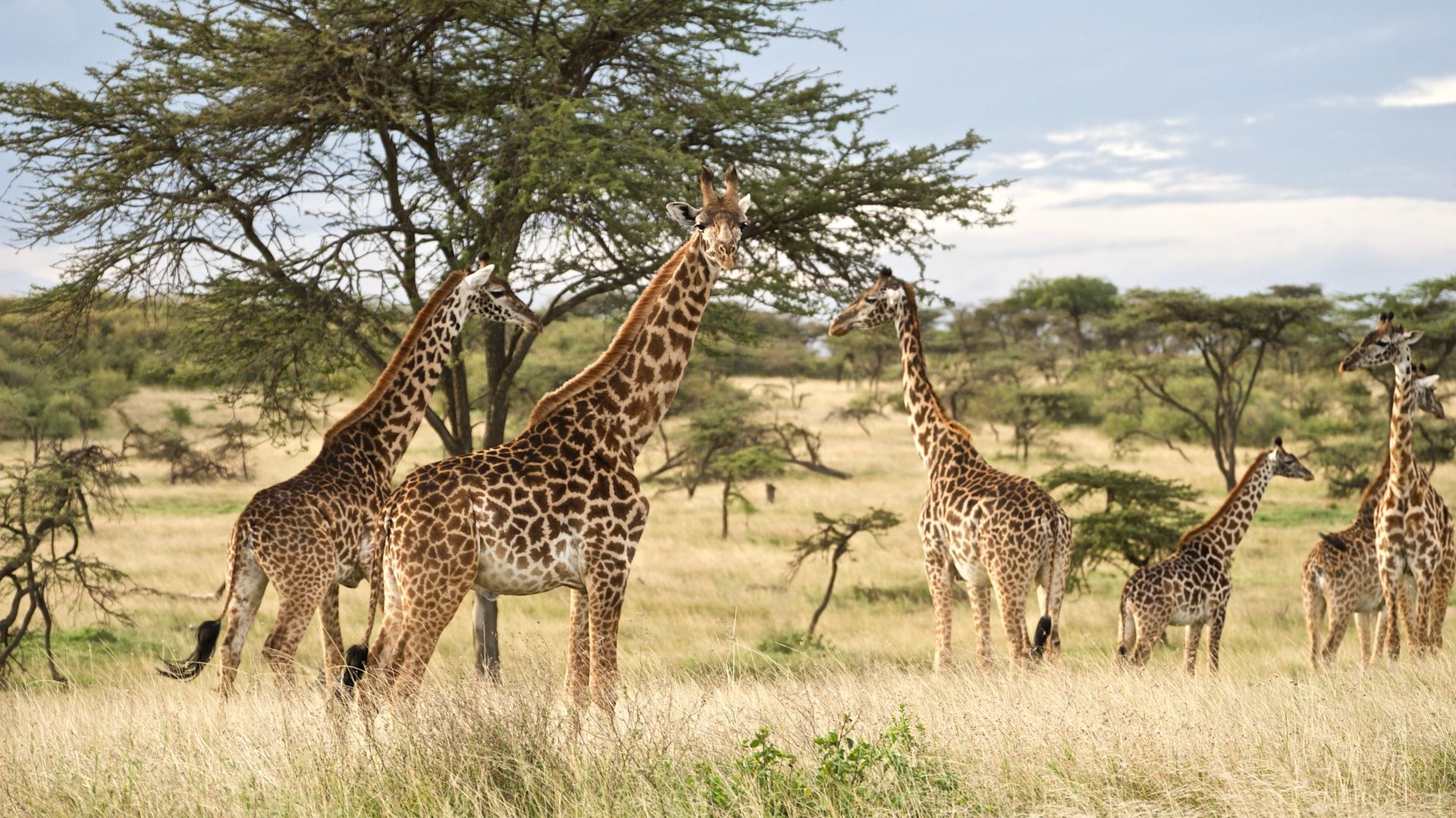 3-Day Tanzanian Mid-Range Safari Adventure. 3-Day Tanzanian Mid-Range Safari Adventure.