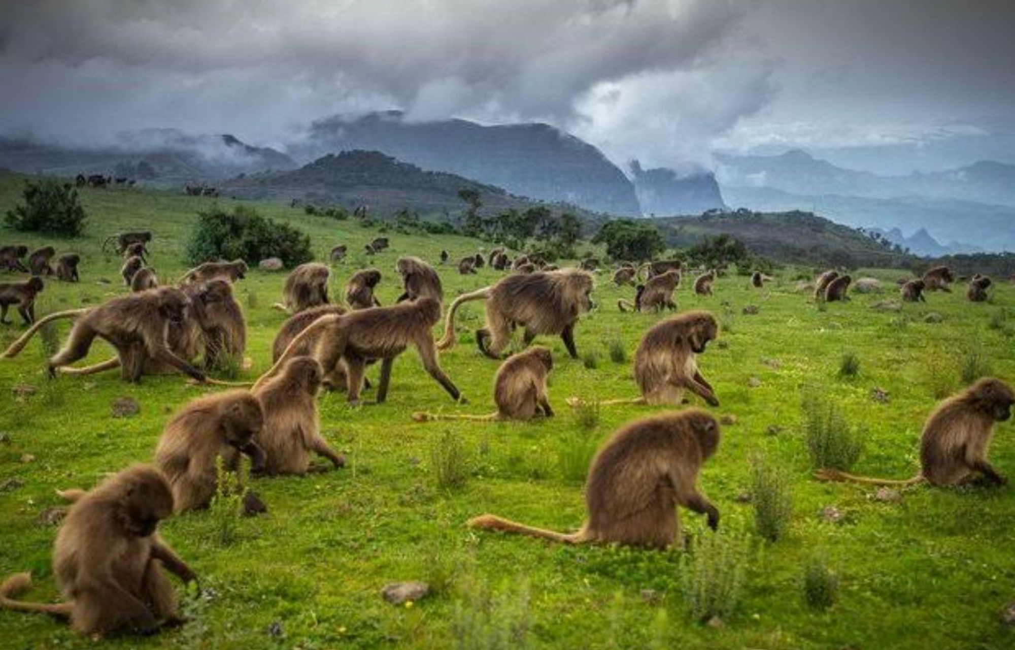 4-Day Simien Mountain Trekking Tour 4-Day Simien Mountain Trekking Tour