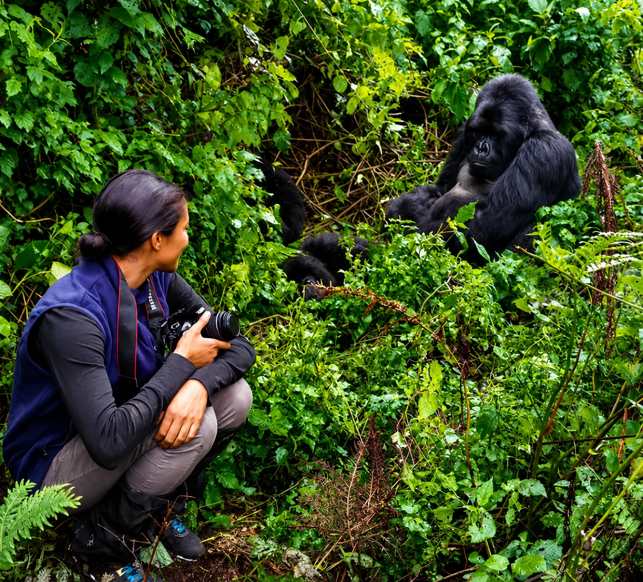 Gorilla Trekking Tour Bwindi Gorilla Trekking Tour Bwindi